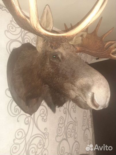 Чучело головы лося