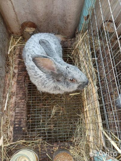 Кролики Полтавское серебро