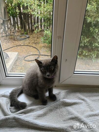 Котенок мальчик