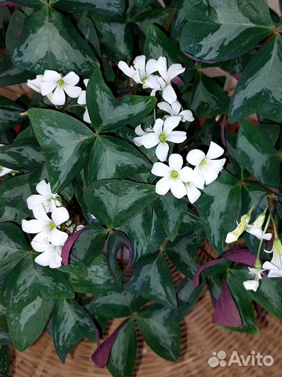 Оксалисы треугольные