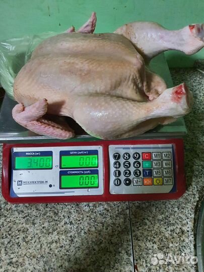 Вакцинированные цыплята бройлера на 05 августа