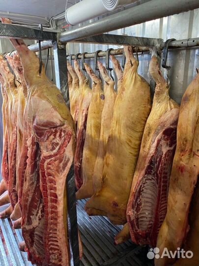 Мясо свинины в полутушках