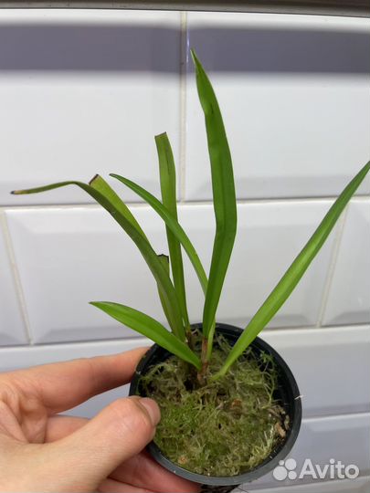 Орхидея Dracula simia