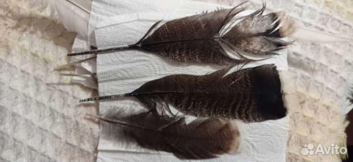 Перья для творчества (индюк)