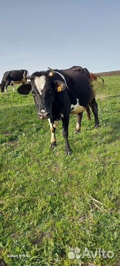 Корова отёл 05/04