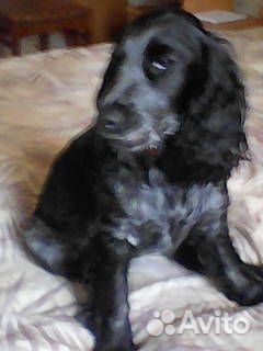 Русский охотничий спаниель