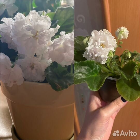 Фиалка Свадебный букет