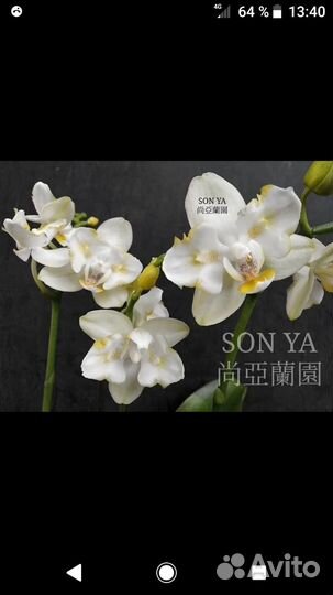 Орхидея фаленопсис