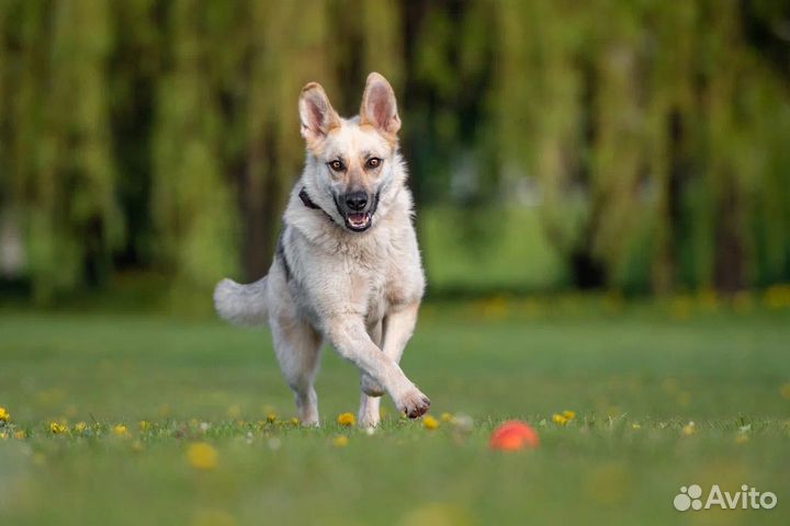 Собака в добрые руки
