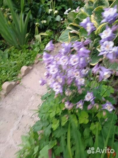 Лилейник, аквилегия