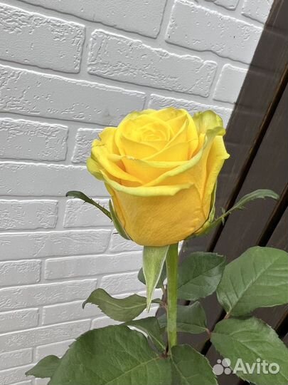 Букеты Голландских роз