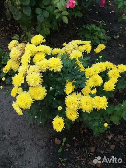 Желтая хризантема