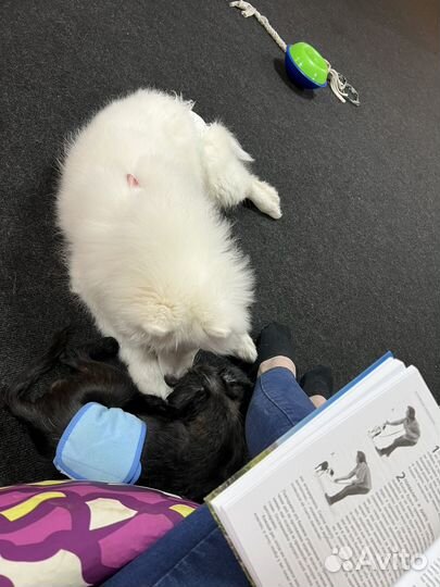 Передержка собак и кошек в частном доме