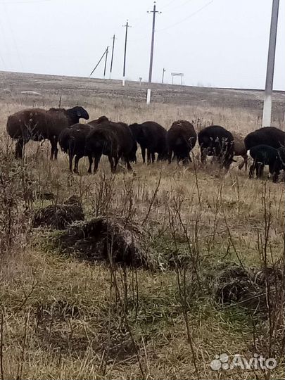 Овцы бараны, на (племя) развод