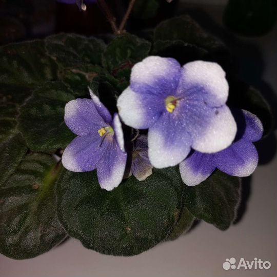 Фиалка в горшках