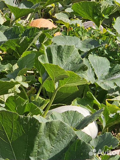 Тыква 4 сорта