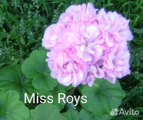 Пеларгония герань