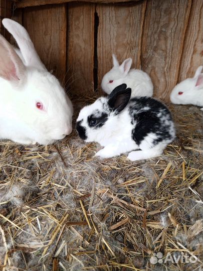 Кролики мясных пород, полувеликаны