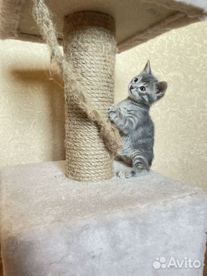 Котята ищут дом