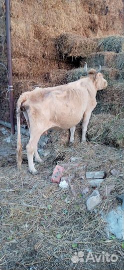 Корова сементалка