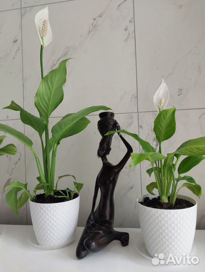 Комнатное декоративное растение спатифиллум