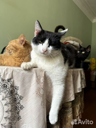 Коты в добрые руки