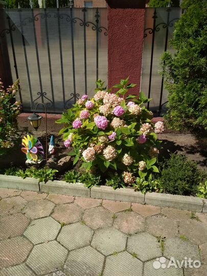 Цветы для сада