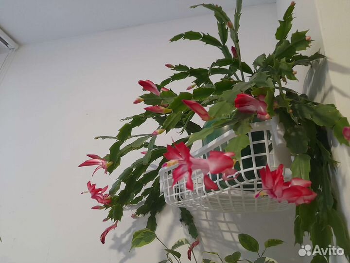 Цветок декабрист