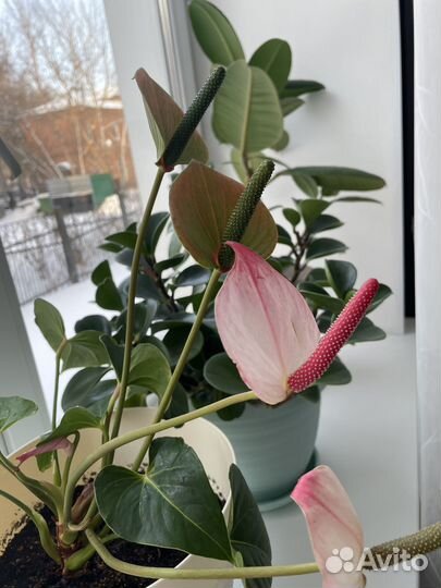 Комнатные цветы антуриум