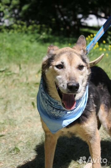 Сэм собака - ласка