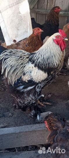 Продаётся петух кохинхин на племя возраст 9 мес