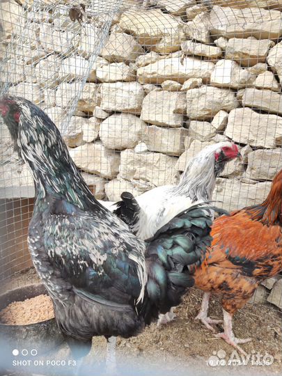 Орловские куры