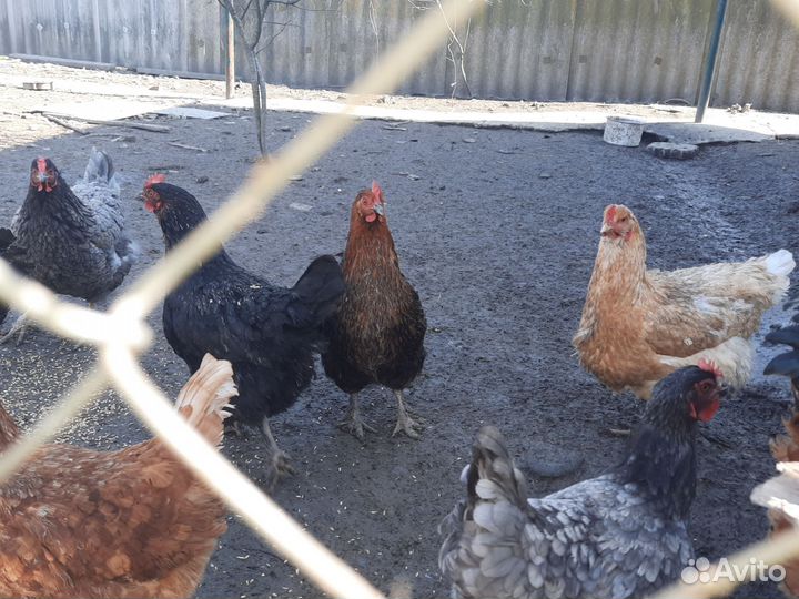 Инкубационное яйцо кур (помесь)