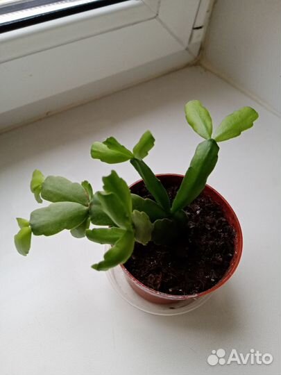 Шлюмбергера (декабрист)