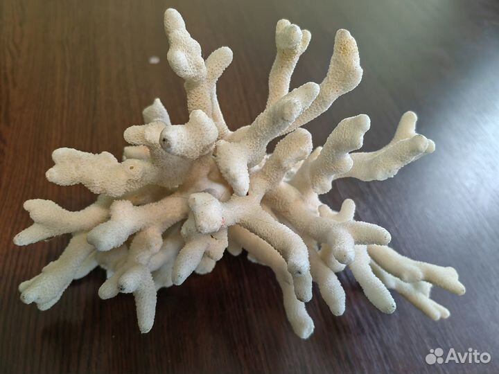 Коралл морской
