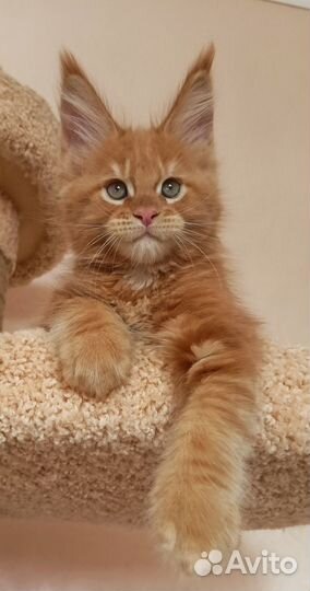 Мейн-кун котёнок