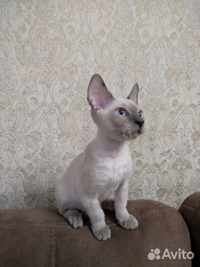 Донской сфинкс браш котята