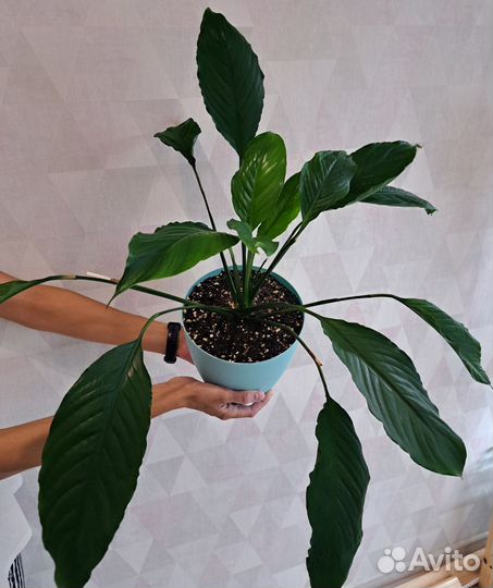 Бегония, Спатифиллумы