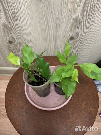 Фикус Голден моник