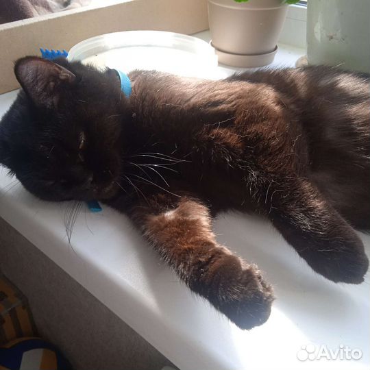 Кошка в дар бесплатно