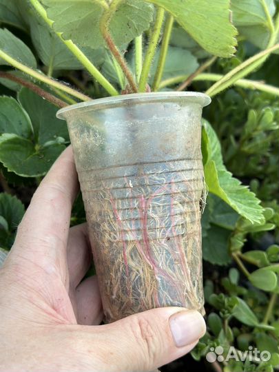 Клубника « Купчиха« саженцы в стаканчиках