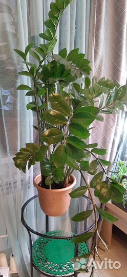 Замиокулькас