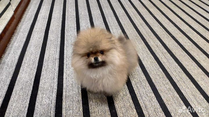 Померанский шпиц тип мишка мини