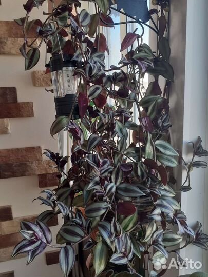 Разные комнатные цветы