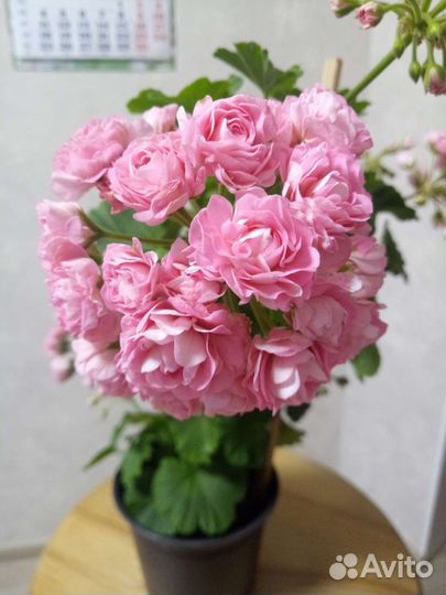 Герань розобудная