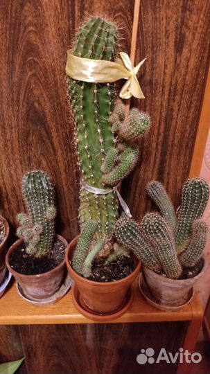 Большой кактус