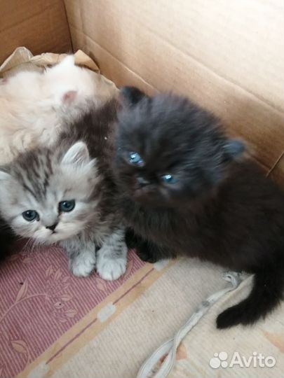 Персидские котята
