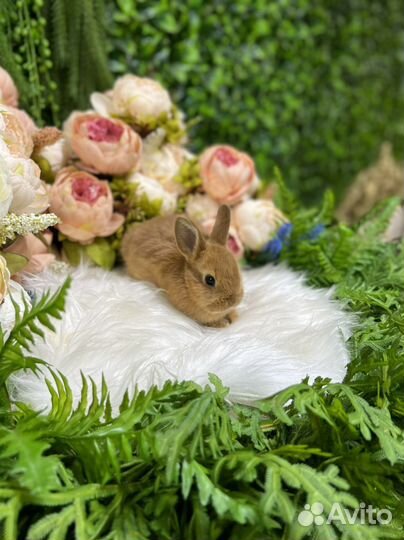 Мини кролики царские