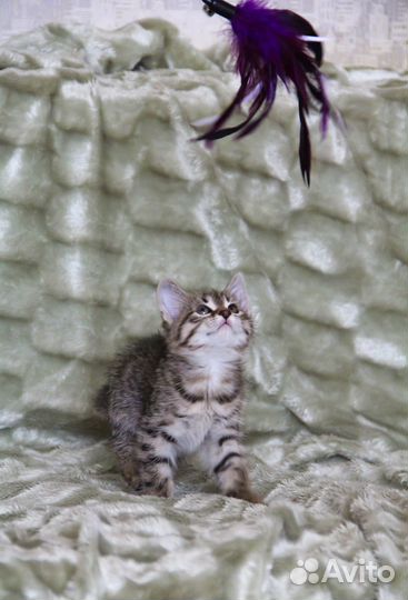 Тесса найдет ключик к вашему сердцу