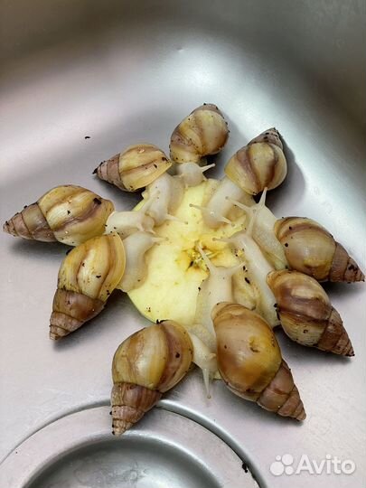 Улитки ахатины